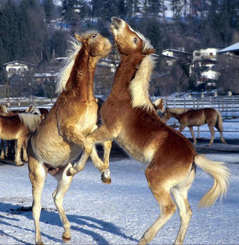 Haflinger beim spielen