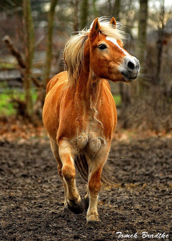 Haflinger