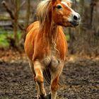 Haflinger