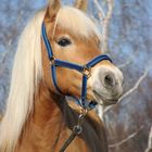 Haflinger Bonita