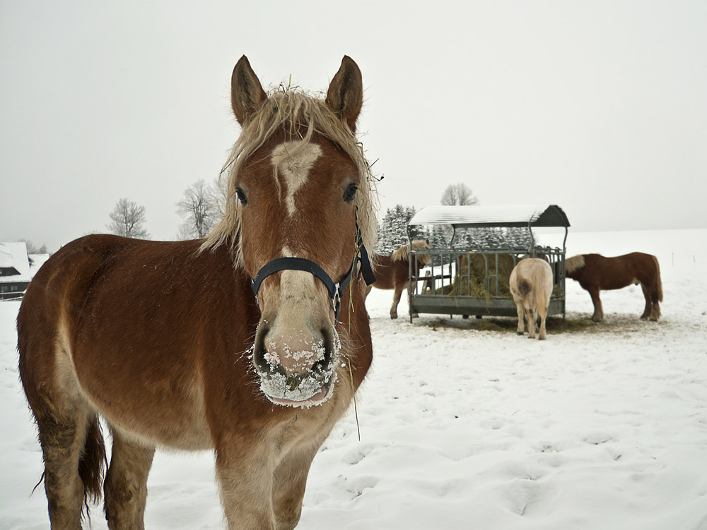 Haflinger