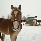 Haflinger