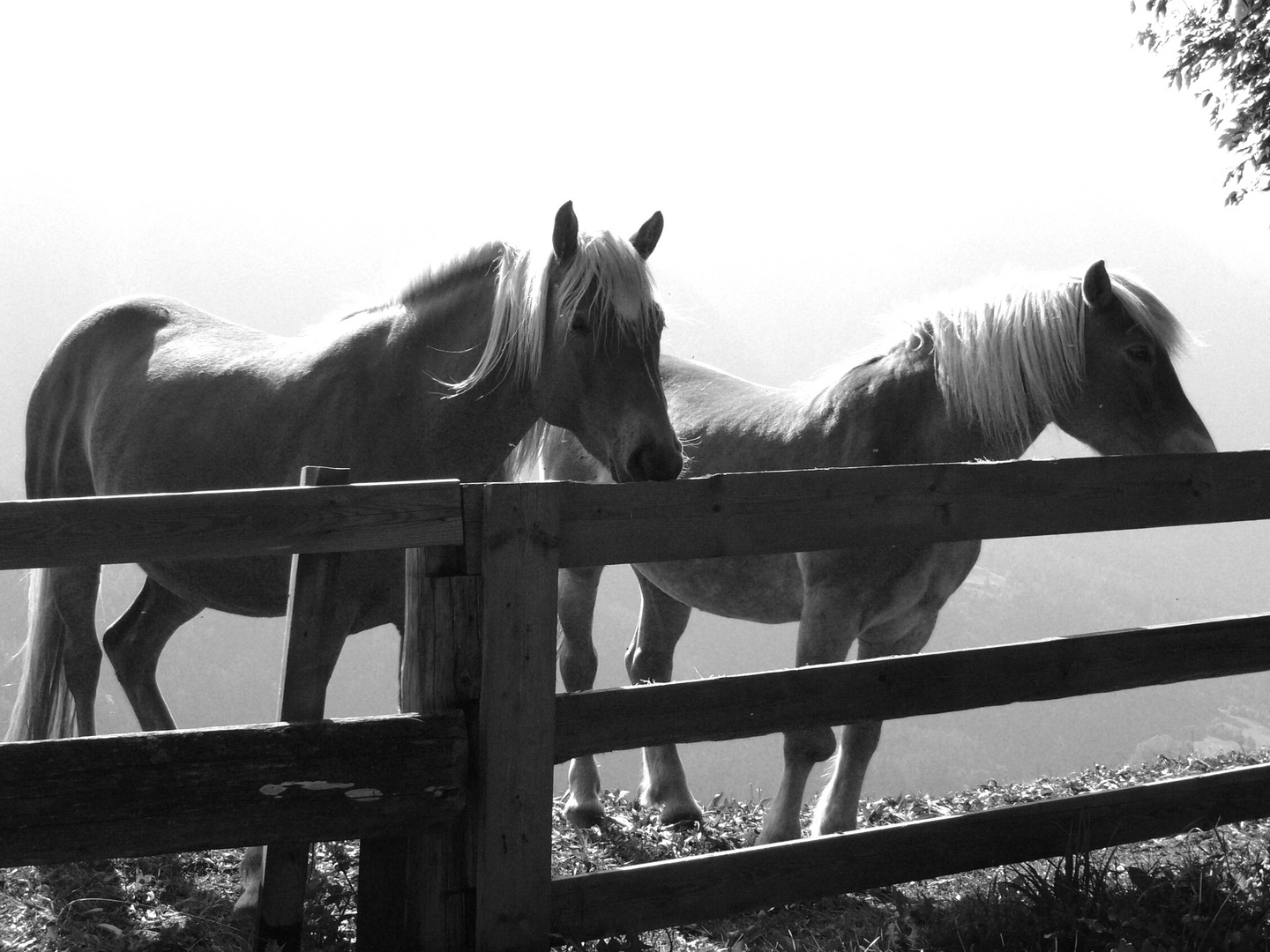 Haflinger