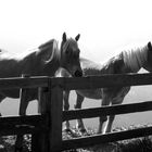 Haflinger