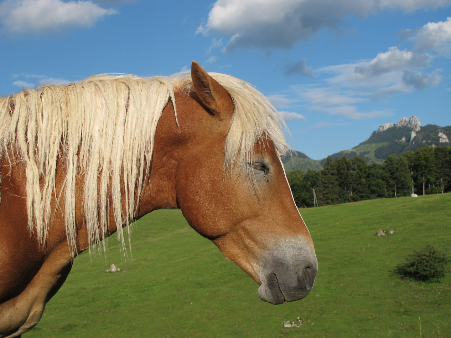 Haflinger