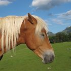 Haflinger