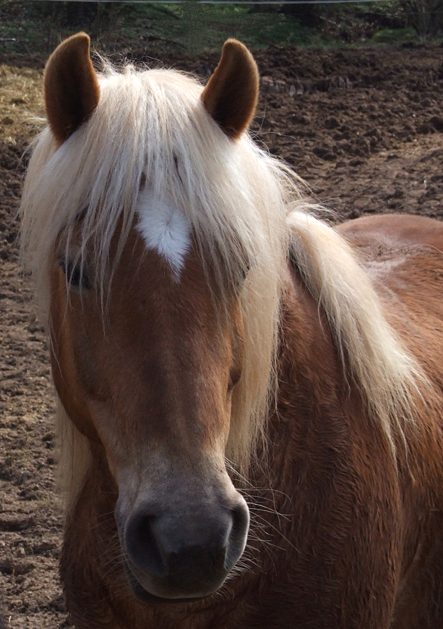 Haflinger