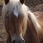 Haflinger