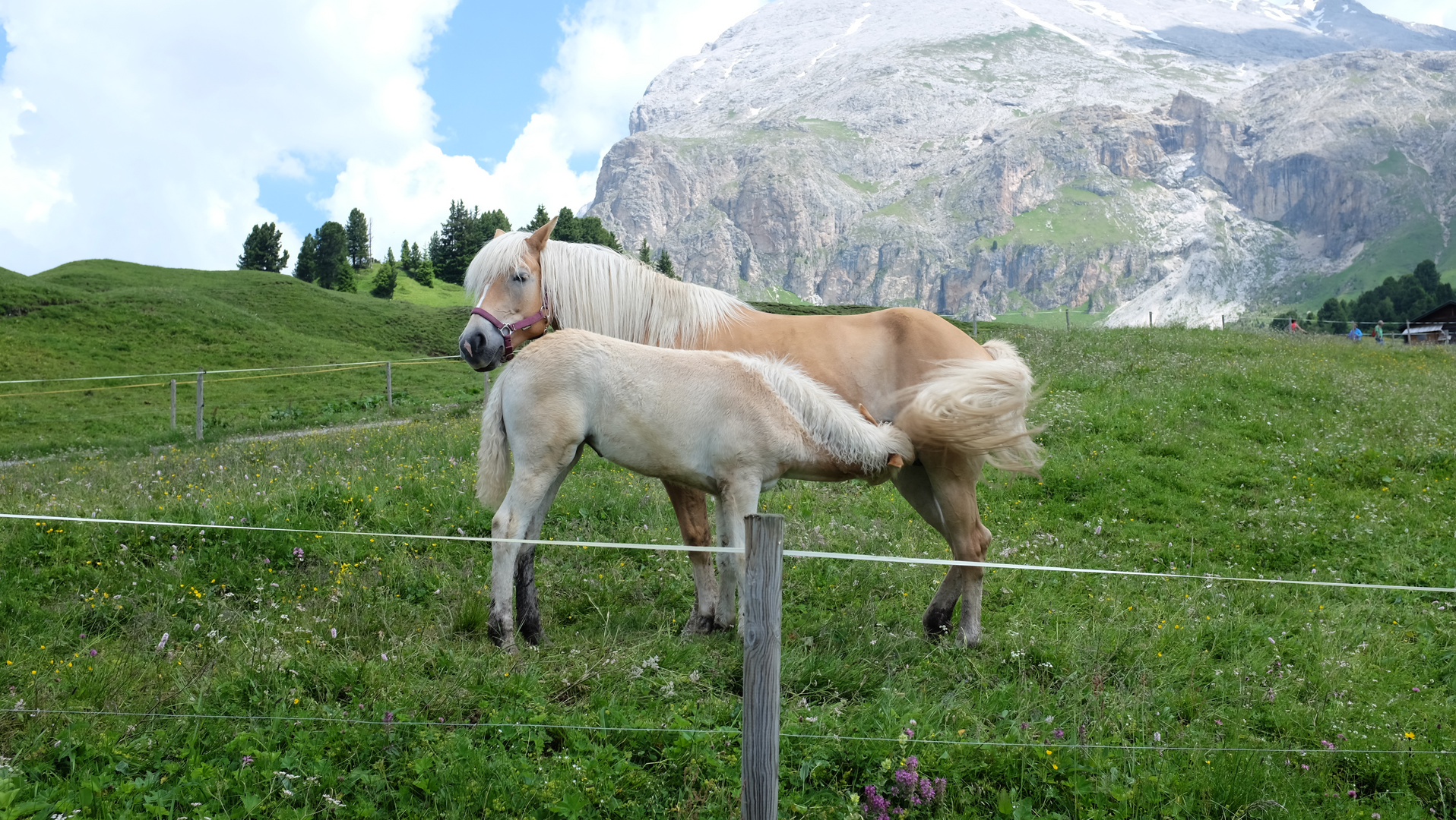 Haflinger