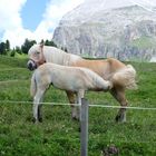 Haflinger