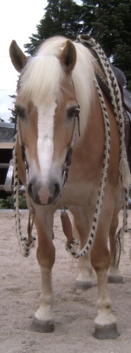 Haflinger COOL!