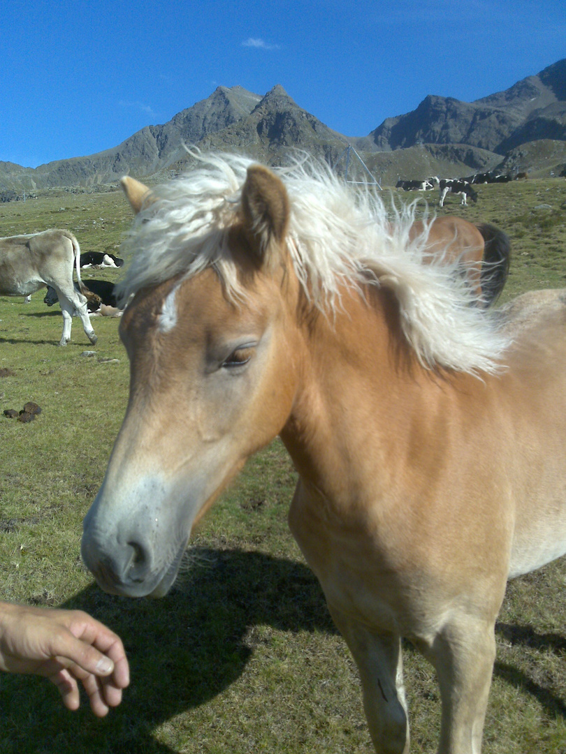 Haflinger