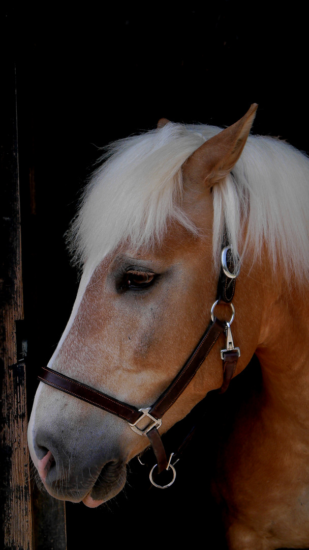 Haflinger