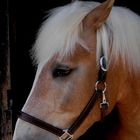 Haflinger