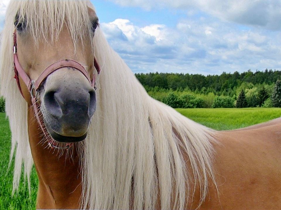 Haflinger