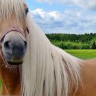 Haflinger