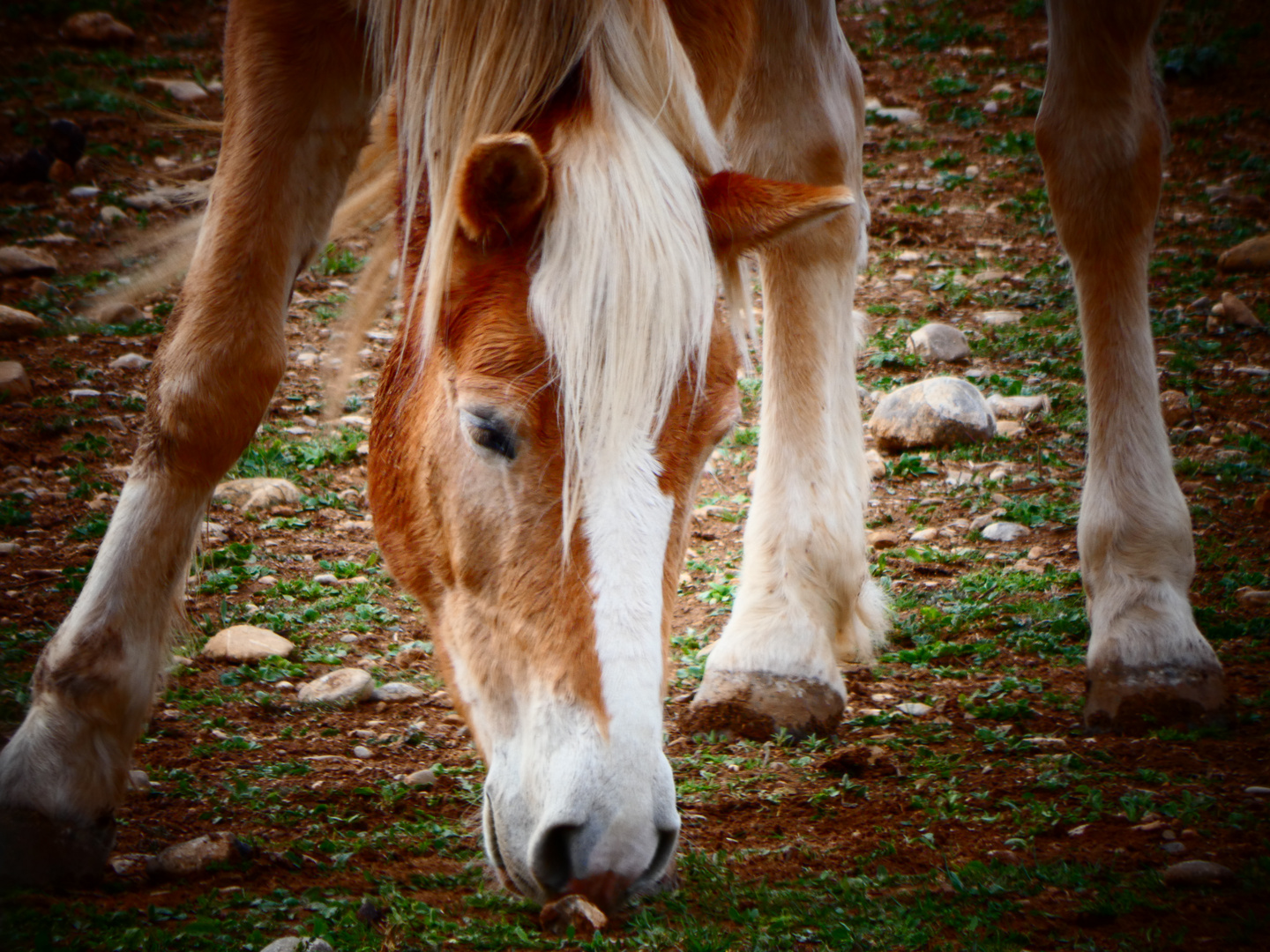 Haflinger