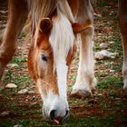 Haflinger