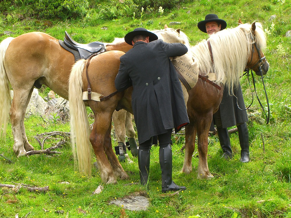 Haflinger...