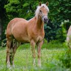 Haflinger