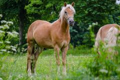 Haflinger