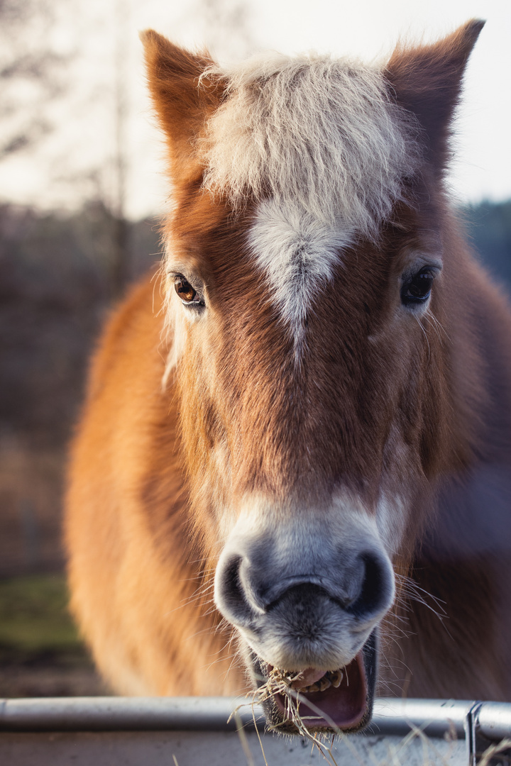 Haflinger