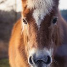 Haflinger