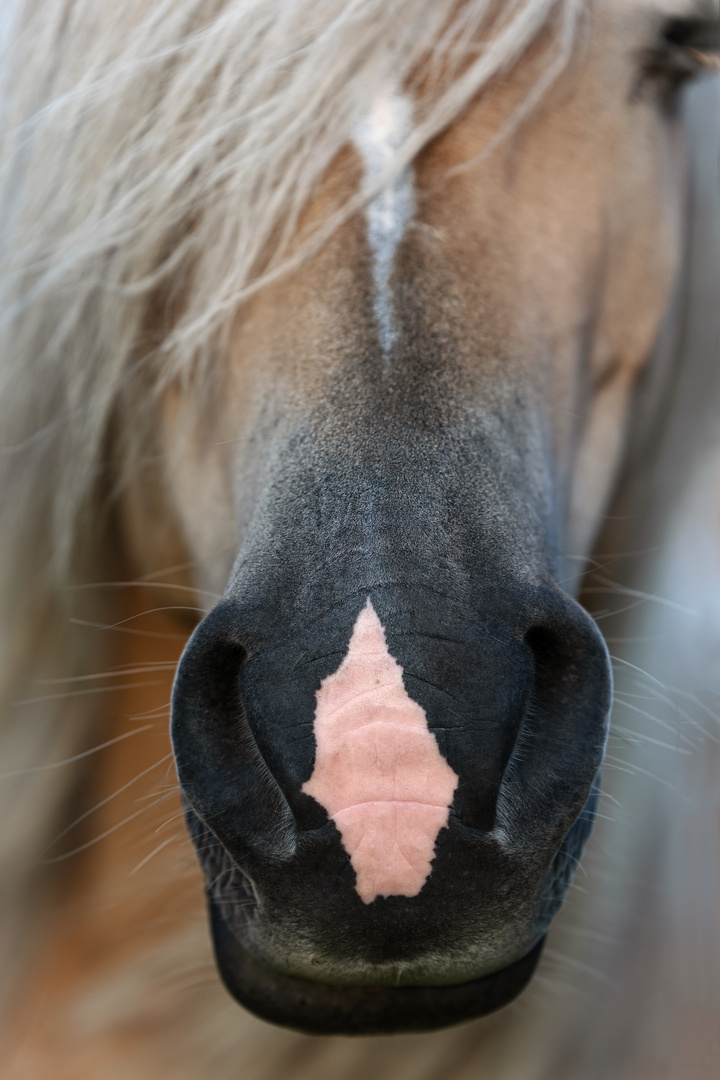 Haflinger Details