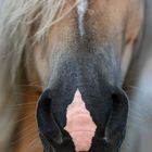 Haflinger Details