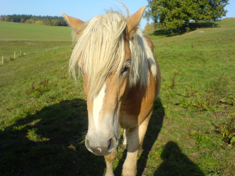 Haflinger