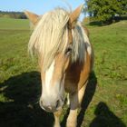 Haflinger