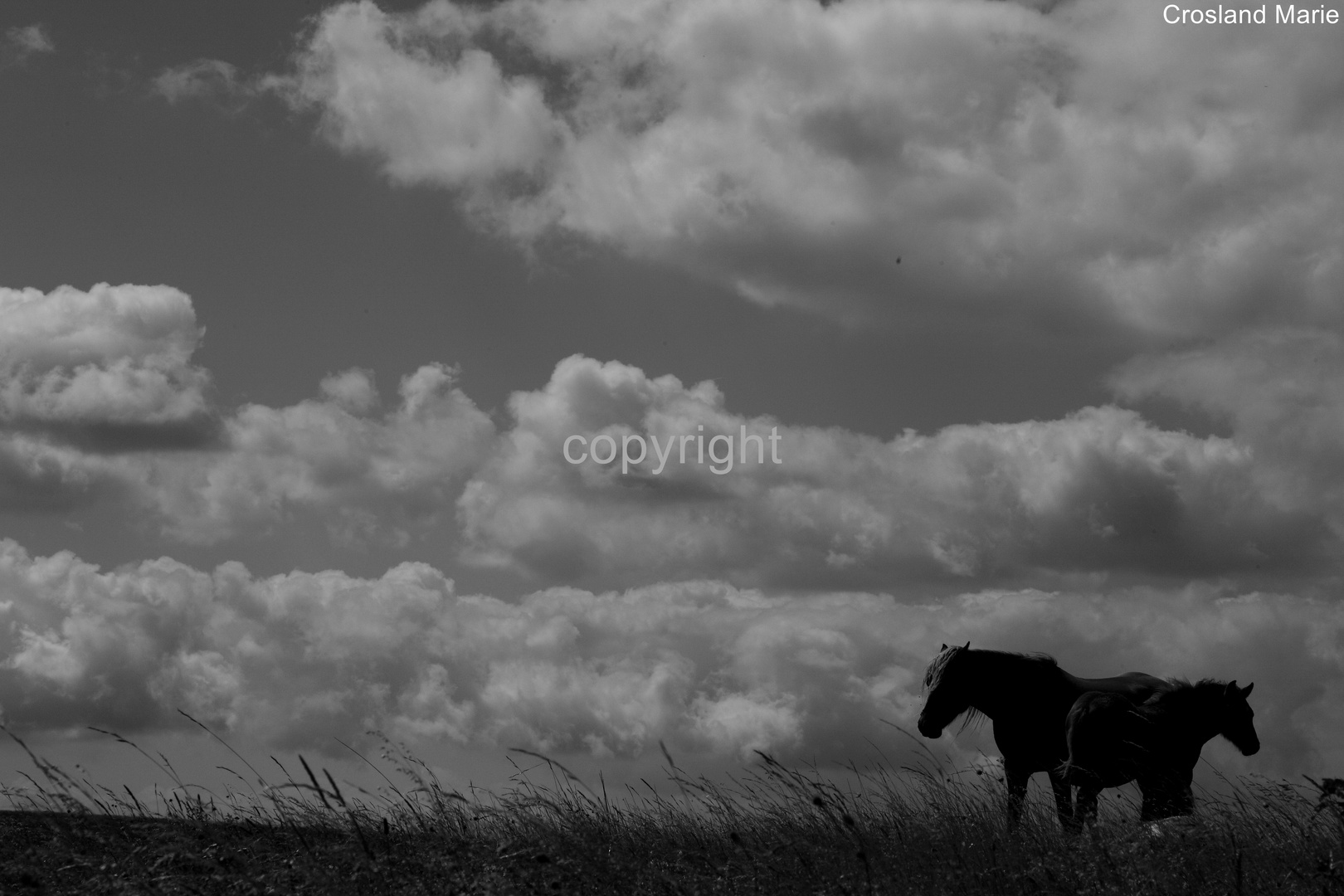 Haflinger