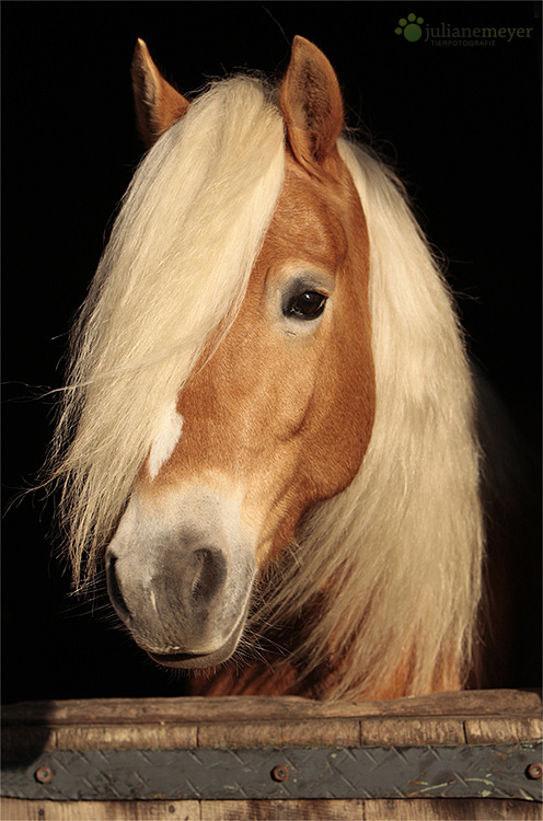 Haflinger Foto Bild Tiere Haustiere Pferde Esel Maultiere Bilder Auf Fotocommunity