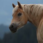 Haflinger