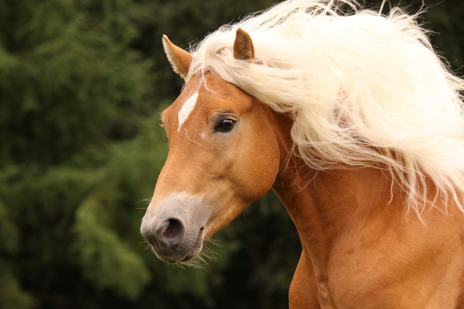 Haflinger Foto & Bild tiere, haustiere, pferde, esel, maultiere