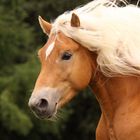 Haflinger