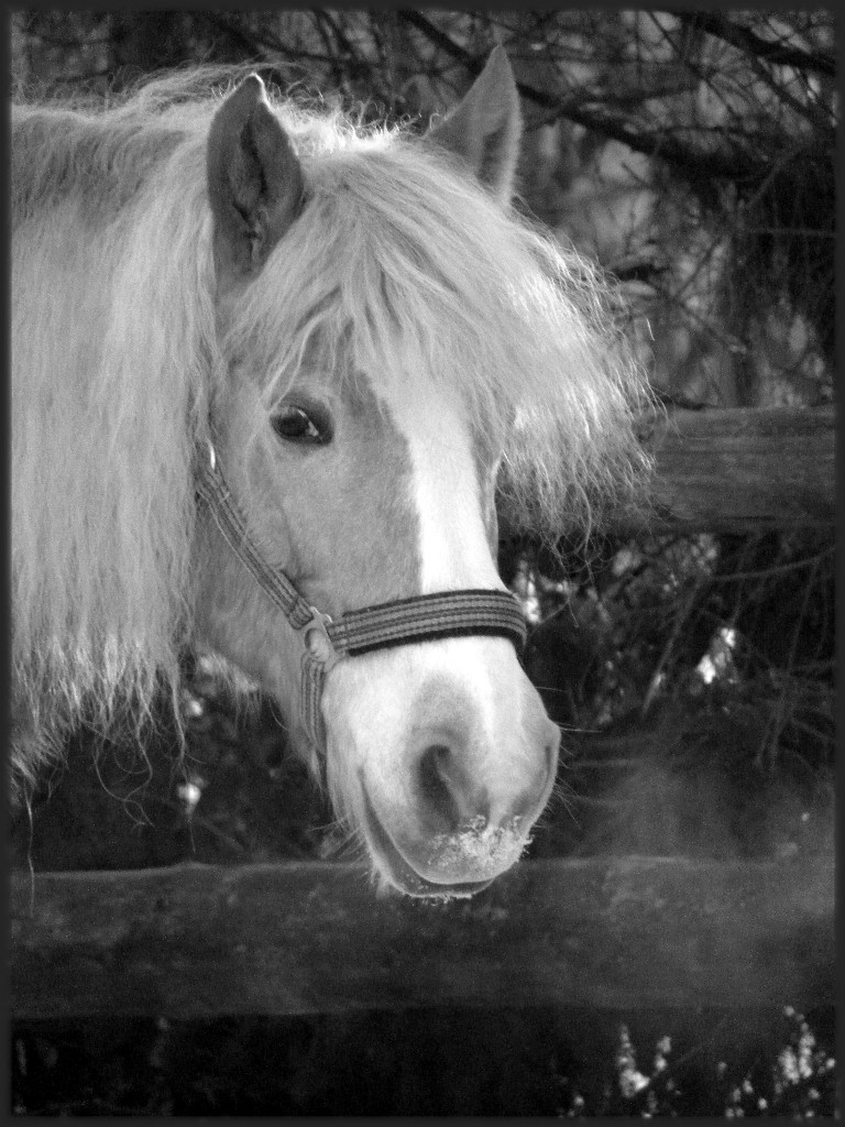 Haflinger