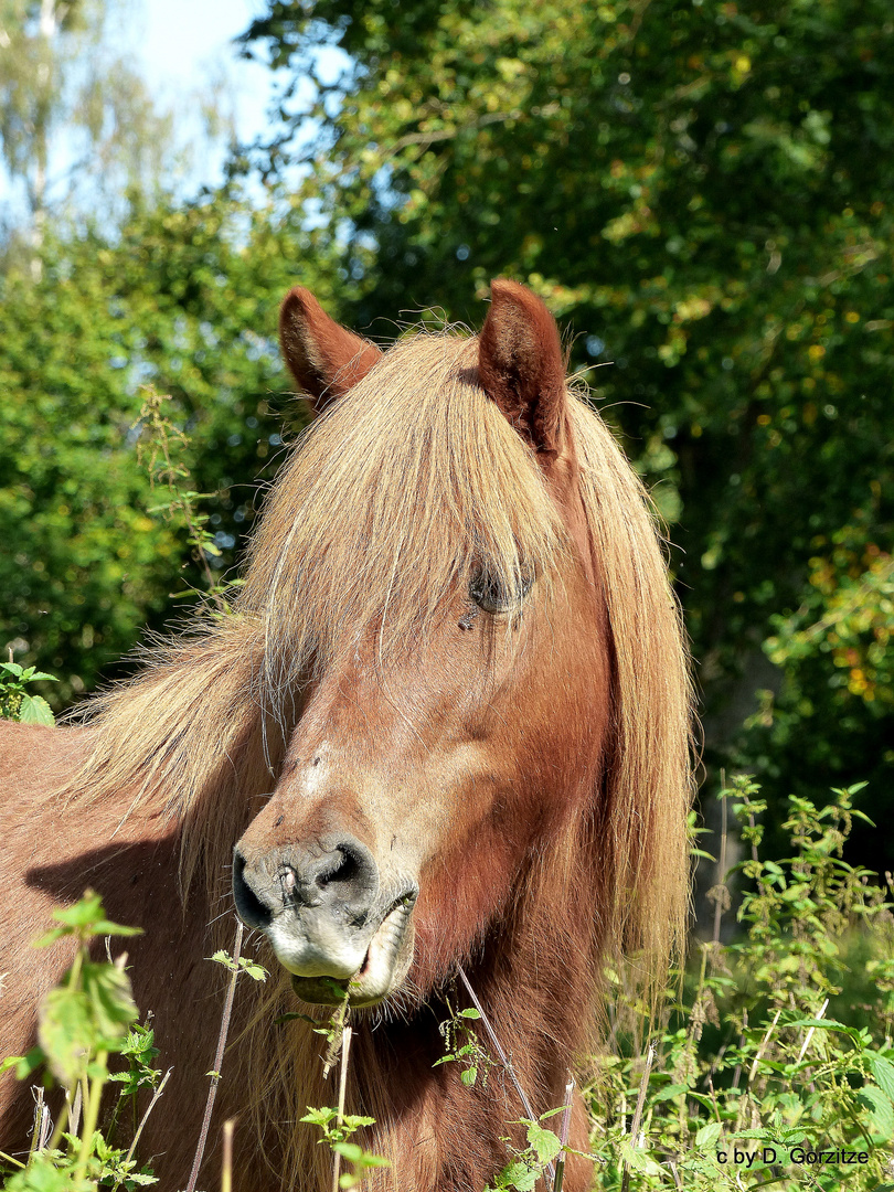 Haflinger!