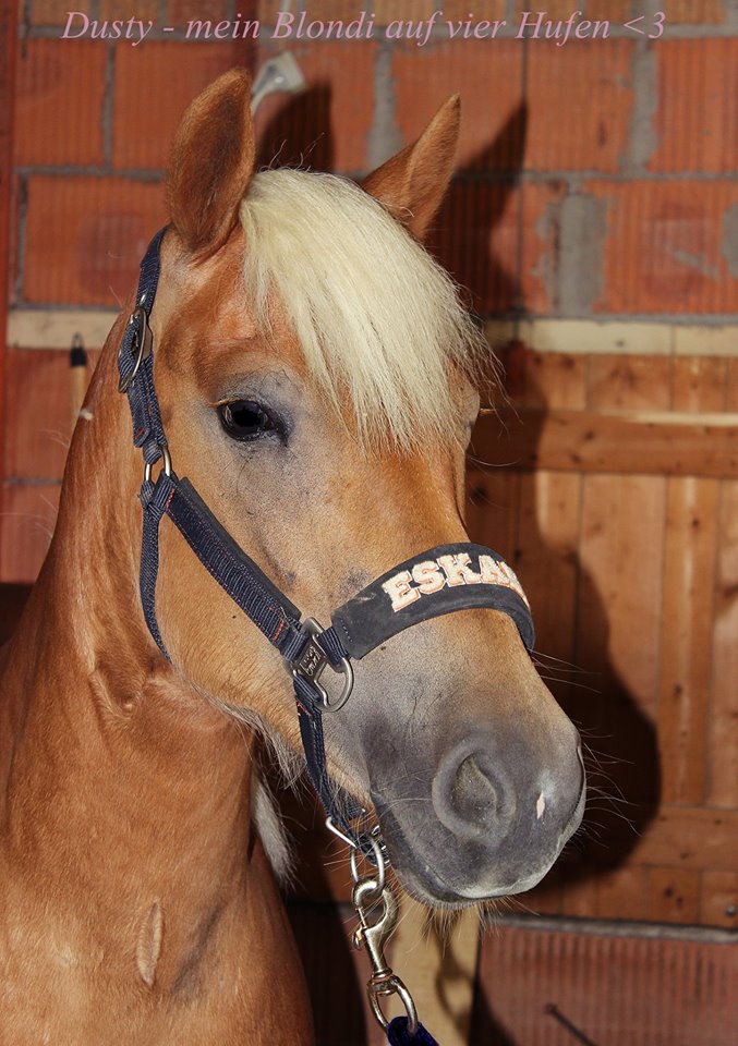 Haflinger