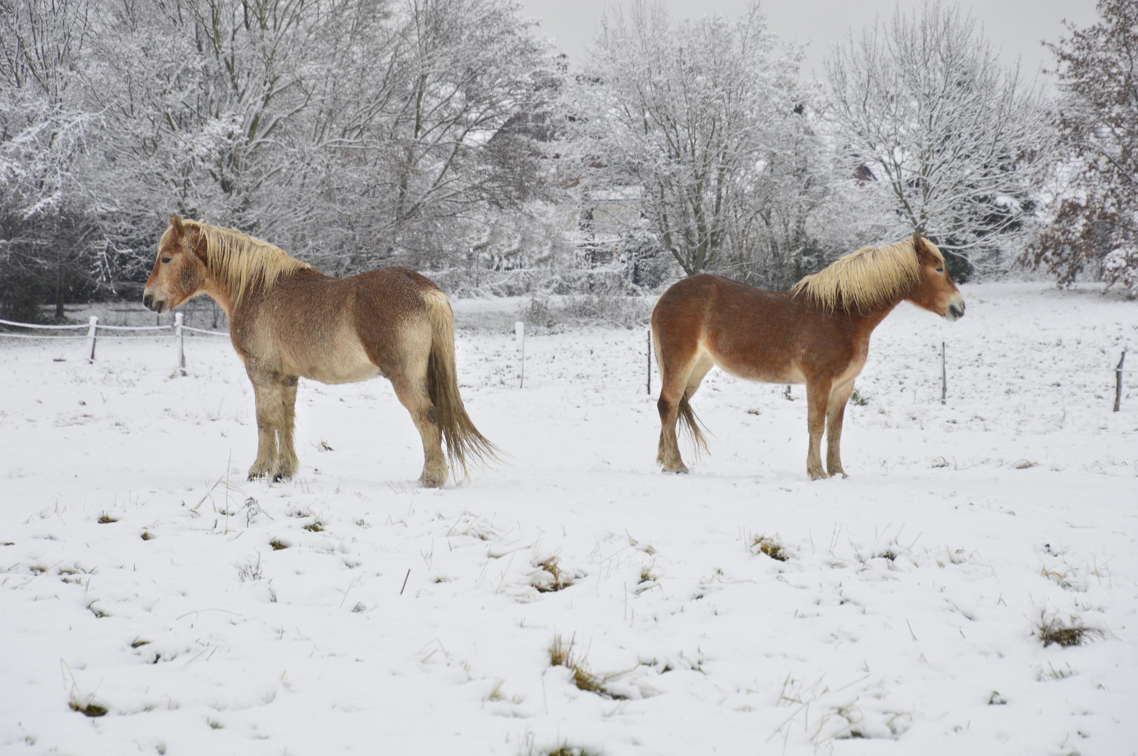 Haflinger Ehepaar hat Streit