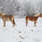 Haflinger Ehepaar hat Streit