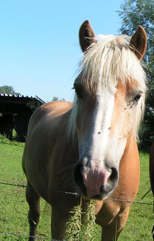 haflinger einfach so fotografiert