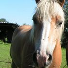 haflinger einfach so fotografiert