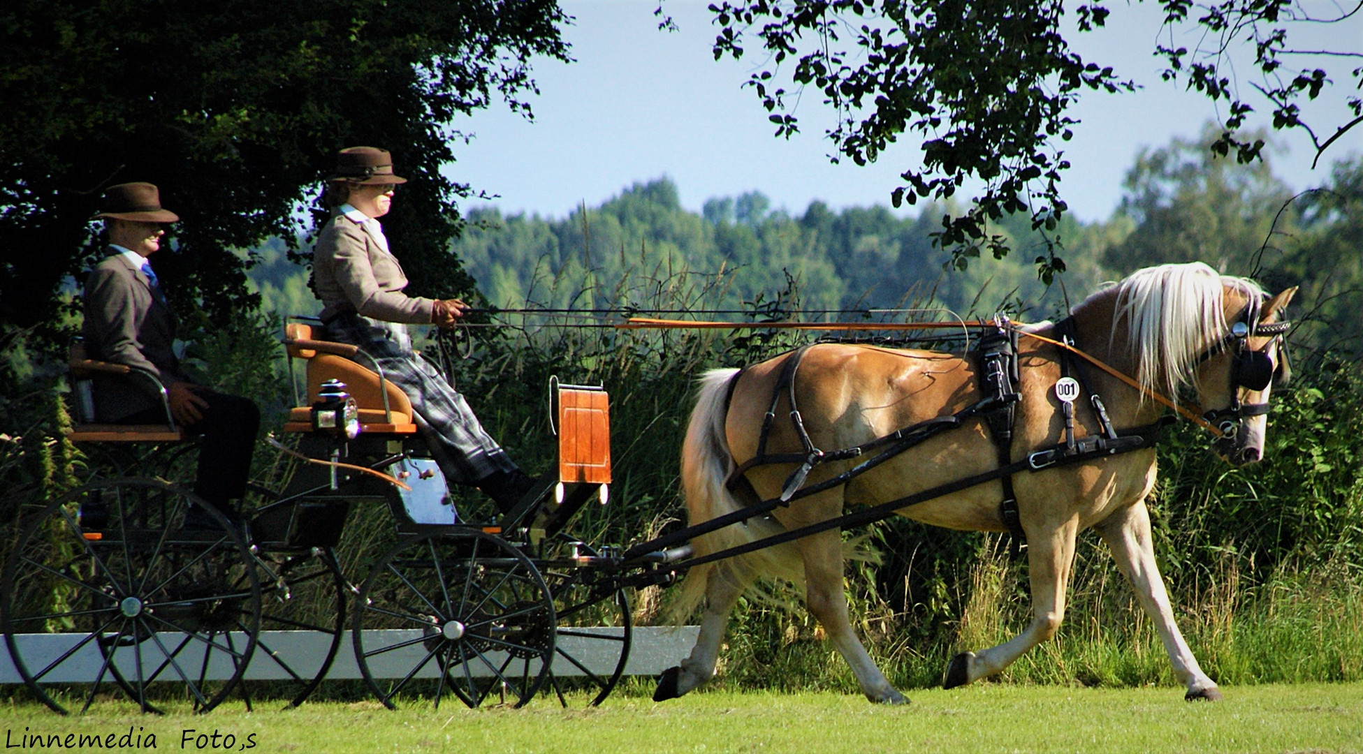 Haflinger  Einspänner   !