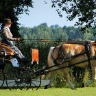 Haflinger  Einspänner   !