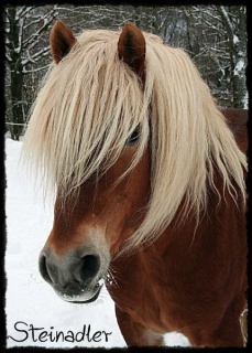 Haflinger Elitehengst Steinadler Jan. 2010