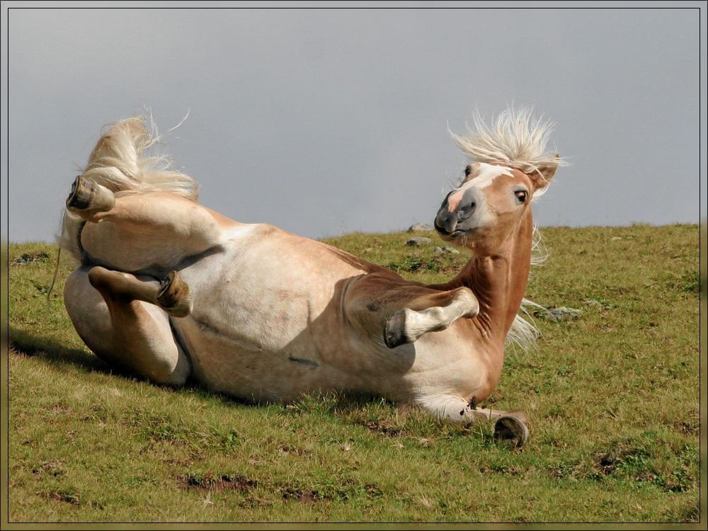 Haflinger