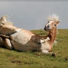 Haflinger