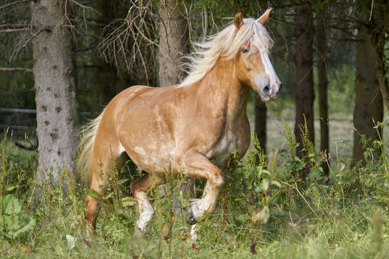 Haflinger