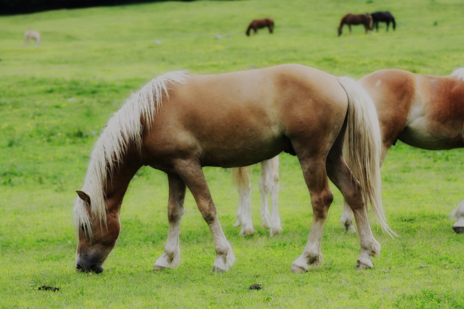 Haflinger